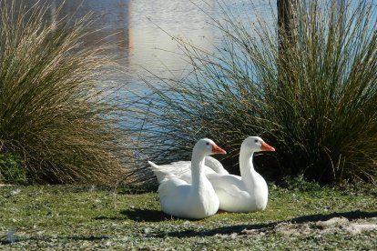 Nuevo foco de gripe aviar en  Laguna el Bohodón, Ávila. -E.M