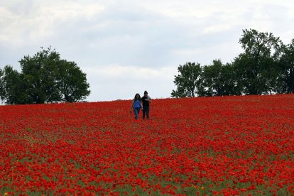 Campo de amapolas en la provincia de Valladolid. -ICAL