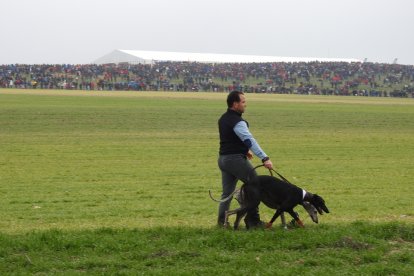 Collera de galgos en la fase final celebrada en Madrigal de las Altas Torres.  LEONARDO DE LA FUENTE.