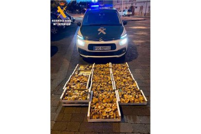 La Guardia Civil incauta 75 kilogramos de níscalos y 3 de boletus a nueve personas sin permisos de recolección, en la sierra de Ayllon en Segovia.- ICAL