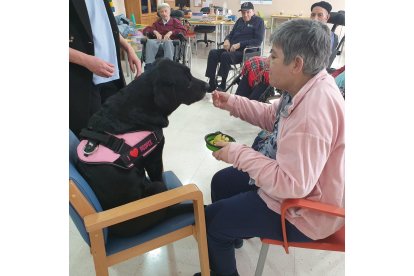 Terapia con animales en la Residencia de Mayores 'La Alameda' en Segovia. -E.M.