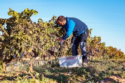 Bodega Valtravieso Vendimia 2019. -E.M.