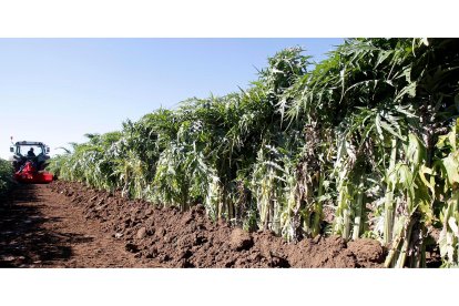 Hay unas 10 hectáreas cultivadas de cardo rojo entre Ágreda y Dévanos. / LUIS ÁNGEL TEJEDOR.