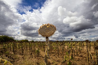 El sector calcula un rendimiento superior a la media, entre los 1.000 y los 1.500 kilos por hectárea dependiendo de zonas. /  HDS