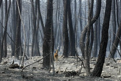 Un pequeño corzo recorre los restos humeantes del incendio cerca de Tabuyo.- ICAL