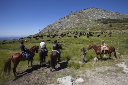 Inicio de la XIII Jornada de Trashumancia de la raza Avileña-Negra Ibérica, con la llegada del ganado a los descansaderos del puerto de El Pico. - ICAL