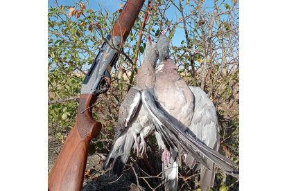 Palomas torcaces abatidas en la jornada inicial. LEONARDO DE LA FUENTE.