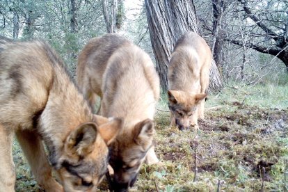 Tres lobos buscan comida en el suelo. E.M.