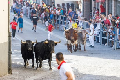 Baja por la calle de la resina de las reses de la ganadería Sánchez Herrero.- Ical