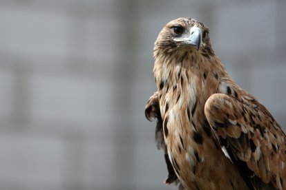 Un águila imperial en el Centro de Recuperación de Aves de la Junta de Castilla y León. - ICAL