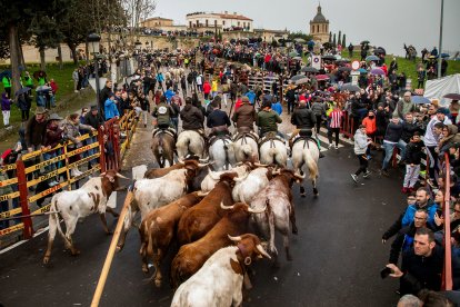 Encierro del Carnaval del Toro de Ciudad Rodrigo este domingo. -ICAL