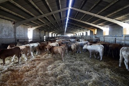 Explotación de vacuno en la localidad vallisoletana de Cogeces del Monte. /  ICAL