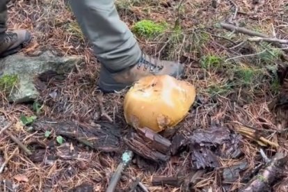 Ejemplar gigante de boletus encontrado en Soria.- TIKTOK @JOSETEZGZ