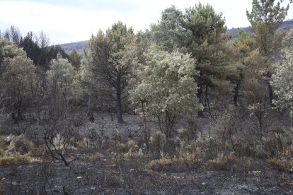 Incendio en la Sierra de la Culebra. -E. M.