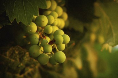 Racimo de uvas en imagen de archivo.