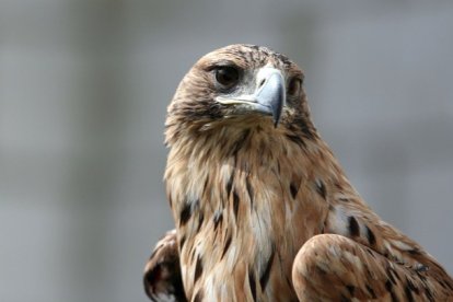 Un águila imperial en el Centro de Recuperación de Aves de la Junta de Castilla y León. - ICAL