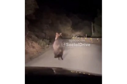 Un conductor de Palencia se encuentra con un uso en la carretera. -SOCIAL DRIVE