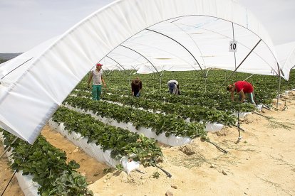 Recolección en un invernadero de producción de fresa en la localidad abulense de Solosancho. - Ricardo Muñoz / ICAL