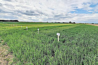 Campos de ensayo de la cooperativa Cobadu en la provincia de Zamora. ICAL