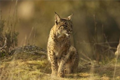 Lince ibérico en una imagen de archivo - E.M.