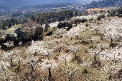 Un terreno con frutales en la comarca burgalesa a la espera de una cosecha que esperan iniciar en junio y que se prevé de calidad.- I. L. MURILLO