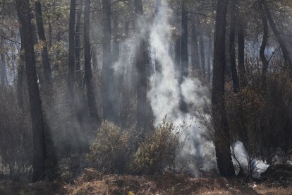 Incendio por la comarca de Tábara. - ICAL