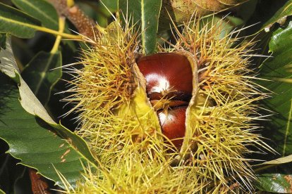 Un erizo abierto, aún en el árbol, muestra las dos castañas que alberga en su interior (ABA)