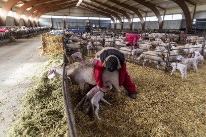 Macotera, Salamanca, reportaje en una granja de corderos, un sector que ha entrado en crisis a causa del cierre de restaurantes y la suspension de bodas y comuniones por el coronavirus.- ALBERTO DI LOLLI