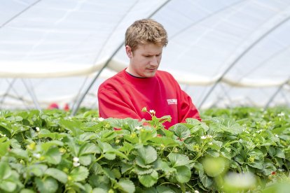 Jimmy Esteban en uno de los viveros de la compañía junto a plantas de fresa.- VIVERO EL PINAR