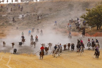 Segundo encierro campero en la localidad segoviana de Cuéllar.- E.M