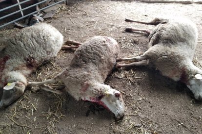 Imagen de los efectos provocados por una lobada en Villar del Buey. - UPA