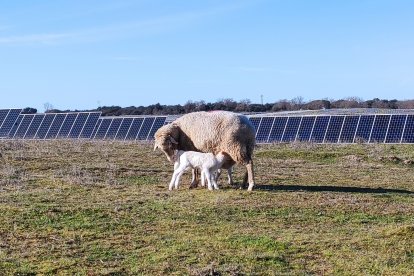 Un par de ovejas delante de una de las instalaciones fotovoltaicas de Solaria. -E.M.