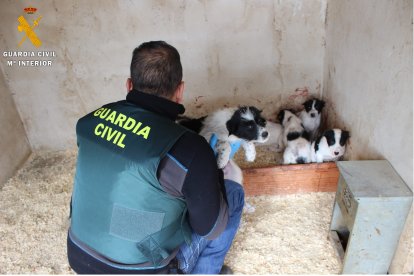 Los perros afectados por las mutilaciones en Segovia. G.C.