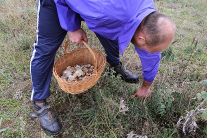 Campaña de setas en Palencia
Un hombre recoge setas de cardo en una zona cercana a Husillos (Palencia).- ICAL