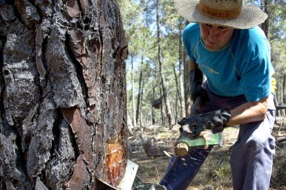 Un resinero prepara un pino para recolectar en Salamanca. / david arranz / ICAL