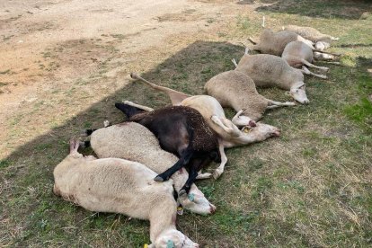 Ovejas muertas en una explotación de La Tuda (Zamora). / ICAL