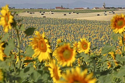 Campos de girasol en la zona del Campo Charro, en Salamanca.- ICAL