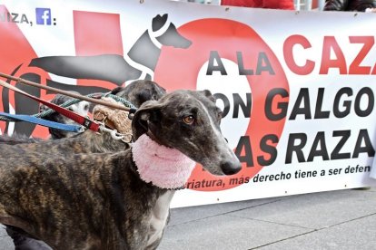 Manifestaciones contra la caza en Castilla y León. - ICAL.