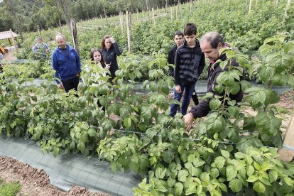 Finca de frambuesas en el Monte de Quintos de El Royo.  v. GUISANDE