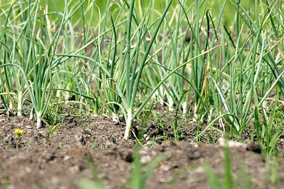 Plantas de ajo en un campo de cultivo.  PQS / CCO