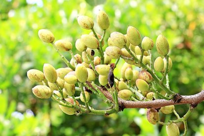 Pistachos en sus vainas en una explotación agrícola. PQS / CCO