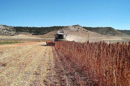 Una cosechadora recogiendo la quinoa de la parcela del centro tecnológico. (ITAGRA)