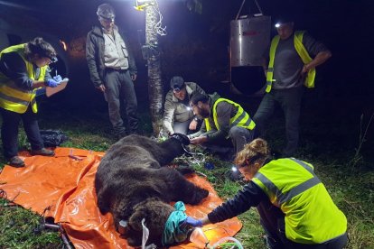 Radiomarcaje de ejemplares de oso pardo en Castilla y León. -ICAL