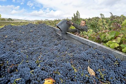 Un vendimiador vuelca la uva tinta cosechada a mano en una finca de la Ribera del Duero en la provincia de Burgos. / ICAL