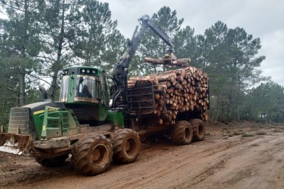 Recogida de madera por agentes medioambientales. -ICAL