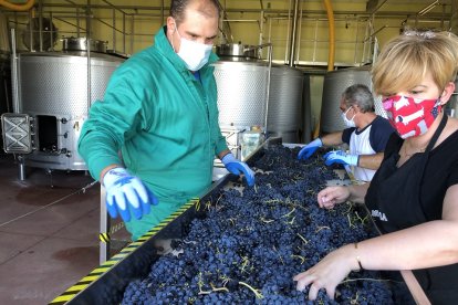 Mesas de selección de uva en la Bodega Familiar Liberalia.