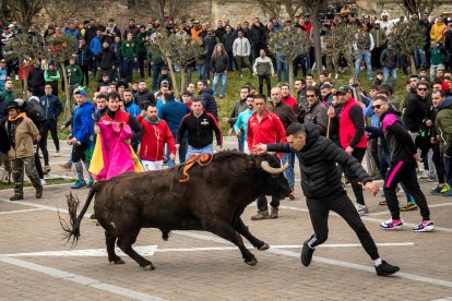 Carnaval del Toro en Ciudad Rodrigo en Salamanca.- ICAL