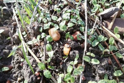 ‘Verónica’ es una de las malas hierbas que frecuentemente los agricultores se encuentran en los campos de Burgos. / ECB