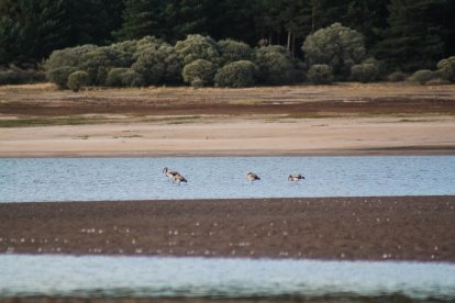 Flamencos en el embalse de la Cuerda del Pozo. -ICAL