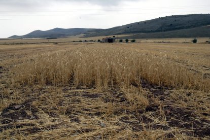 La mala campaña de 2023 ha provocado un incremento en el aseguramiento de los cultivos herbáceos hasta proteger 1,59 millones de hectáreas - MARIO TEJEDOR